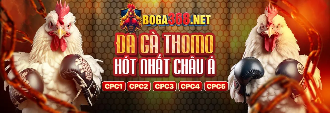 Sân chơi đá gà trực tuyến sôi động tại oke888 Đăng Nhập 2026